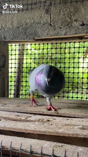 Barakong Barako: The Ultimate Kalapati Racing Championship