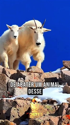 Richard fala sobre importância da caça na conservação #richardrasmussen #animals #biologia #cabra