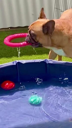 New Zealand Pet Lovers on Reels | Facebook