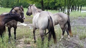 Shining Like Diamond - AQHA & APHA grullo stallion A Silver Legacy - AQHA grullo stallion EE aa DD by NEAL Shining C Dun Splash - AQHA EE aa DD SW1 W20 And the black splash white colt is by No Guns Please out of a Paddys Irish Whiskey daughter. | Shining C Grulla Horses