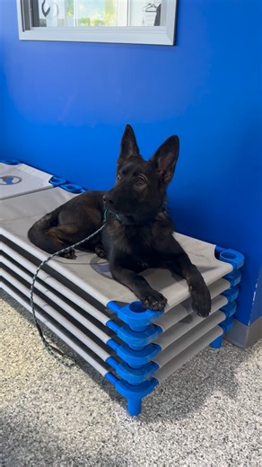 Impulse control is where calm choices are born. Less jumping, treat stealing, pulling, and chaos, more connection. 🐾 Submit the form linked in our bio to help improve your dogs impulse control. | Dog Training Elite of Dallas