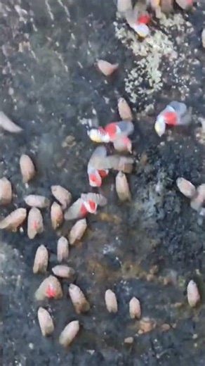 Spotted Lantern Fly Removal With Stihl Blower