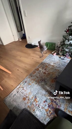 Sounds That Calm Italian Greyhounds