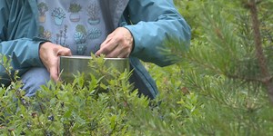 Blueberry picking reaches peak in Marquette County