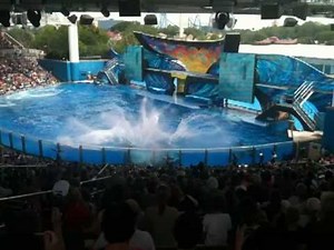 Killer whale Tilikum returns at SeaWorld after 13 months of isolation