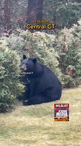 The CT Bears are out!! 🐻 This Big Bear caught in a yard in Central CT playing with the Pines!!🌲 #ctwildlife #BearSeason #TightenUp #CT #onscenemediact #bigbear | On Scene Media New Haven County