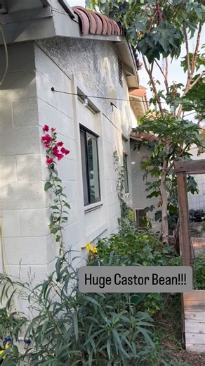 I can’t believe how big this castor bean has gotten. These are very fun and easy plants to grow. | Michael Overstreet