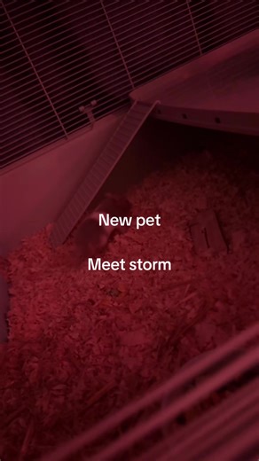 Meet Our New Hamster: Storm