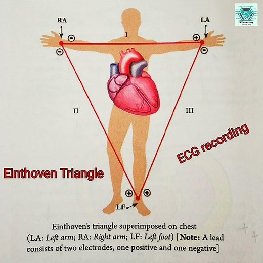 Einthoven' s triangle, ECG #biology #health