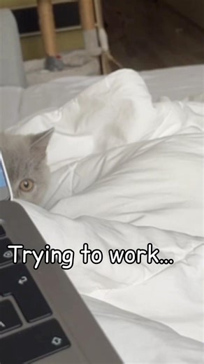 Trying to Work… While My Kitten Attacks From Both Sides 😂🐾#kitten #funnykitten #MiracleKitten