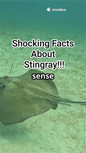 5 Mind-Blowing Stingray Facts! #fishfacts #seacreatures #marinelife #marinemystery