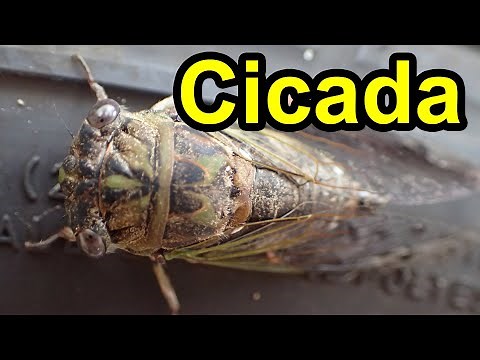 Cicadas Make Buzzing Summer Sounds