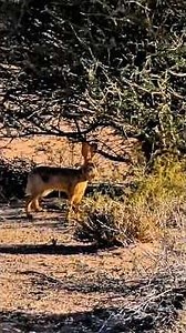 Hare Escapes Eagle #shorts #viralshorts