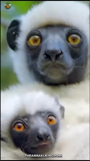 Dance karta hua ajeeb jaanwar 😱