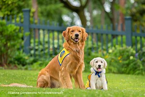 SERVICE DOGS: About Canine Companions for Independence