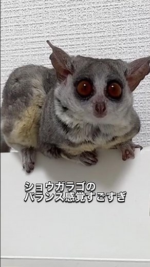 ショウガラゴのバランス感覚すごすぎた