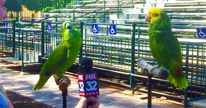 An Interview With 2 Parrots Turns Into A Serenade