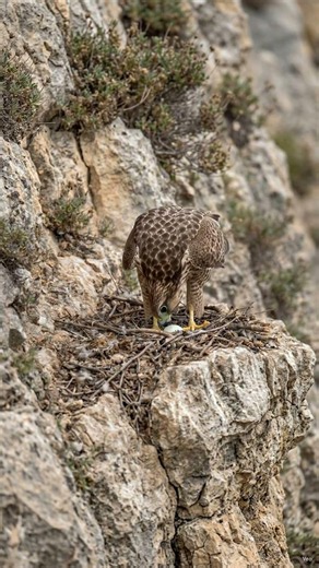 How Female Saker Falcon Lays Eggs In Mountain #falcon #fyp #shorts