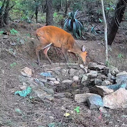 Those Beautiful evening Jungle Calls #himalayanwildlife