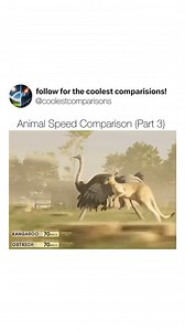 2M views · 14K reactions | Animal Speed Comparison | Grace Symphony | Facebook