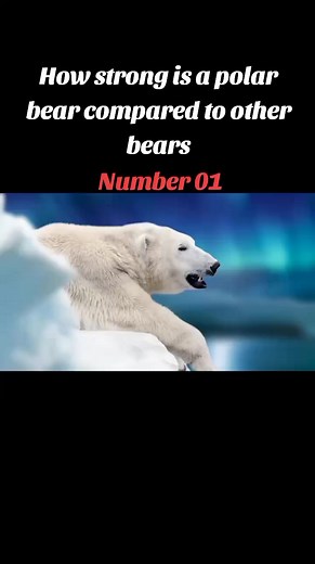 ANIMAL_KINGDOM_ALONE_227 on TikTok