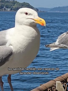 🧠 Las gaviotas: más listas de lo que crees A simple vista parecen aves comunes que sobrevuelan las playas buscando comida fácil, pero las gaviotas son mucho más que eso. Estas aves han demostrado una inteligencia sorprendente: utilizan herramientas, aprenden observando a otras, reconocen rostros humanos y se adaptan perfectamente a los entornos urbanos. Incluso saben cuándo cruzar la calle con el semáforo. Cada uno de sus comportamientos es una prueba de su increíble capacidad para adaptarse al