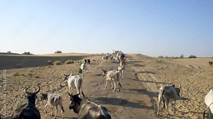 Herd Of Bulls Roaming At The Sam Sand Dunes Desert In Jaisalmer, India - wide slowmo shot