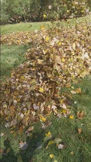 Stihl BR 800 X Magnum Backpack Blower