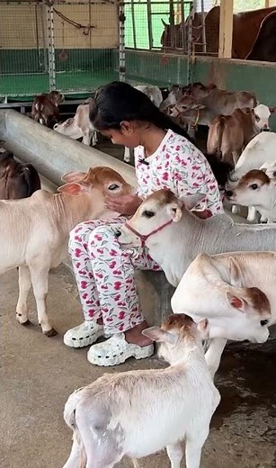 "The sacred beauty of our Desi cows." | Nadipathy Goshala | #minivlog #pmmodi #cows #farm #tiktok