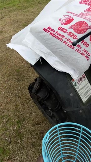 Understanding Ovary Prolapse in Sheep