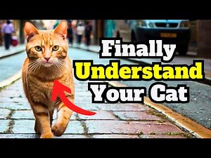 60 Shocking Cat Secrets You Never Knew (Full 1-Hour Guide!)