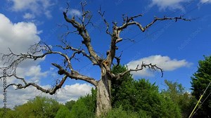 This creepy old tree, with its old tentacles reaching out in all directions as if to grab you when you least expect it. Still a beautiful old dead tree against the blue sky, is a sight to see.
