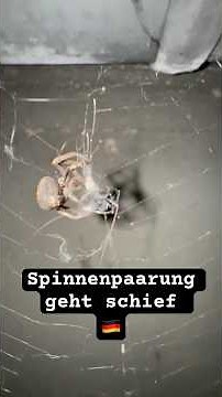 This is how garden spiders mate! #spider #animals #documentary