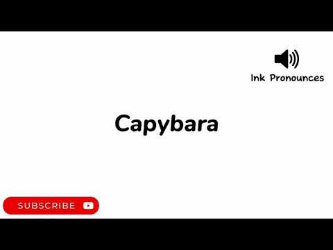 How to pronounce CAPYBARA