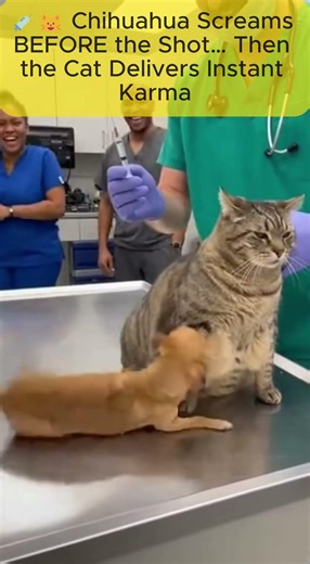 💉🐱 Chihuahua Screams BEFORE the Shot… Then the Cat Delivers Instant Karma #FunnyPets #VetClinic