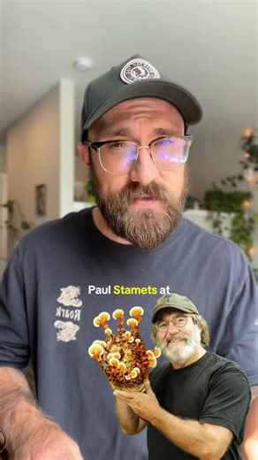 Onjae Malyszka on Instagram: "Stamets Microdose Stack #microdose #microdosing #nootropics #herbalist #psychedelics"