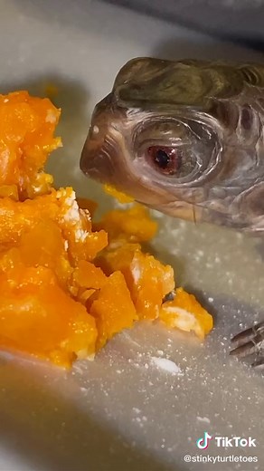 myrtle the turtle on TikTok