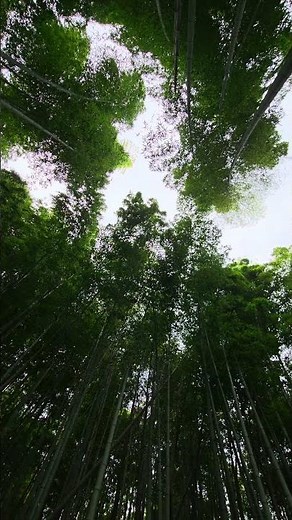 Bamboo forest Kyota japan