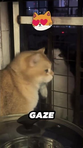 Cats Fall in Love 😻