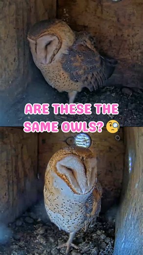 Even though every owl you see here is 100% wild, none of them are “random” to us. We actually go through a full identification process to learn who our resident owls are. Their faces, markings, size, behavior patterns, all tiny details that help us tell them apart 💞 Recently, a brand new pair moved into the villa, and the female has sparked some déjà vu. She looks a lot like Chloe, a female who briefly passed through last season with her mate, Chase. So now we’re curious 👀 Do you think this is