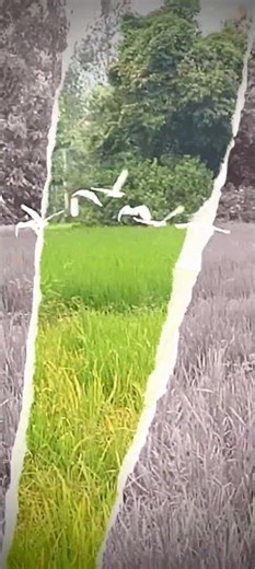 apna desh paraye log#sapne# tech praveen#lovegururandhawa#julirajputaditi#ytshorts#explore