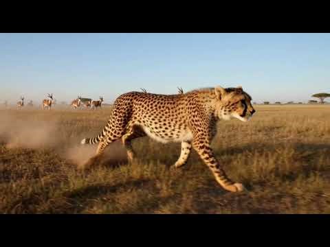 Honey Badger vs Python & Cobra |