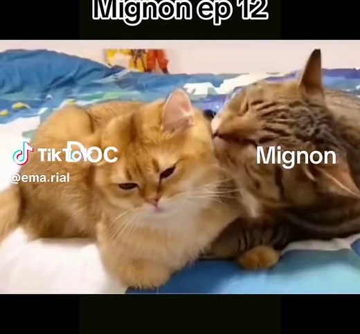 Mignon Ep 12 Full Scenes: Wedding Plan Kiss
