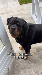 299K views · 37K reactions | Typical Rottweiler behavior ✨ #rottweiler #dogs #pets #funny #rottweilers | Dycederottweiler | Facebook