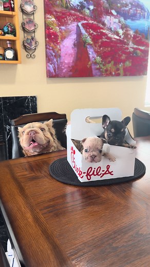 Adorable Mini Fluffy French Bulldog Loves Chick-fil-A