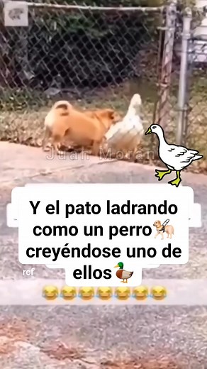16K views · 78 reactions | Y el patito ladrando con un perro creyéndose uno de ellos 藍瑩 #perros #gatos #Ladran #pato #cute #funny | Poesías Reflexiónes y Pasión por la Vida y la Naturaleza | Facebook