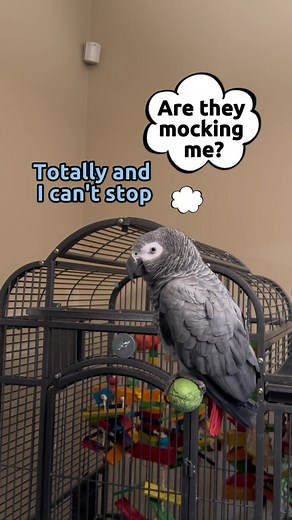 Gizmo the Talking Parrot: A Grumpy African Grey Journey