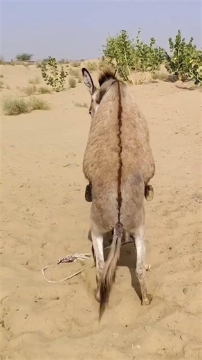 Animal Breeding Documentary#DonkeyBreeding #DonkeyMating #AnimalBreeding #Donkey #Breeding #Farm