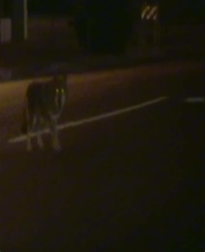 Exploring 'Collateral' with Tom Cruise and Michael Mann