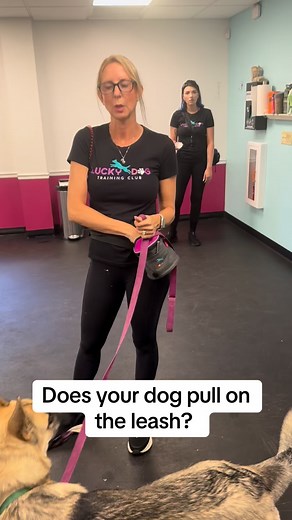 8.7K views · 124 reactions | #fyp #dogtraining #dogtrainingtips | Dynamite Dog Training | Facebook